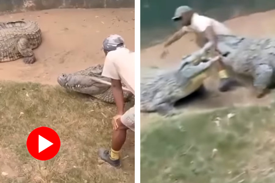 A crocodile handler in South Africa was attacked during a live show
