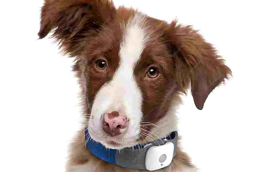 These are the benefits of tracking pet activities by trackers