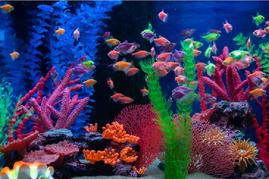 Aquarium fish care tips while on vacation dgtl