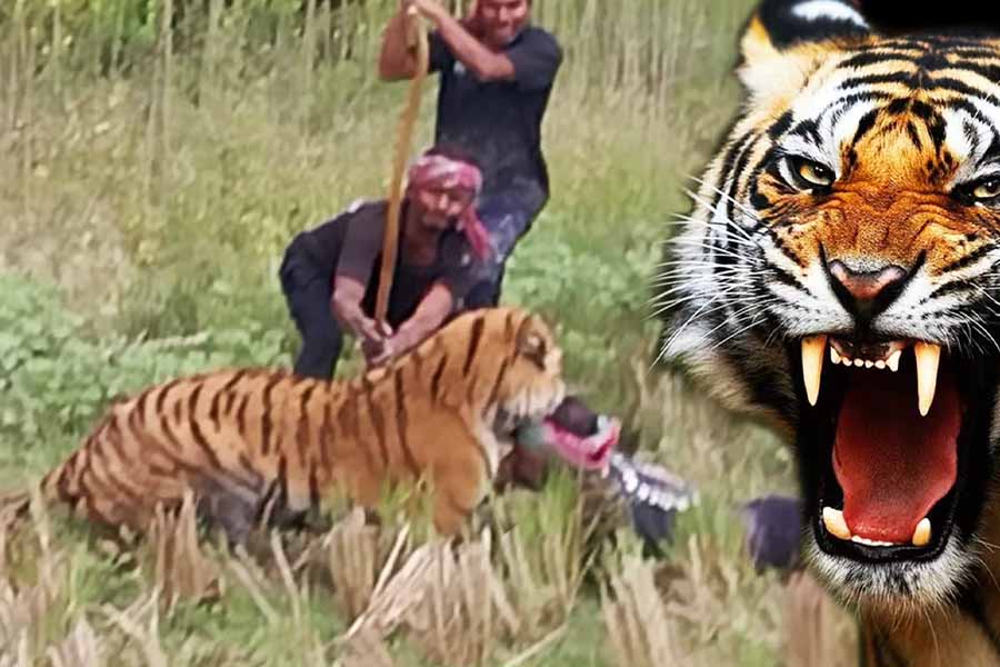 Sundarbans' residents live in fear, tiger Attacked Forest Officer dgtl