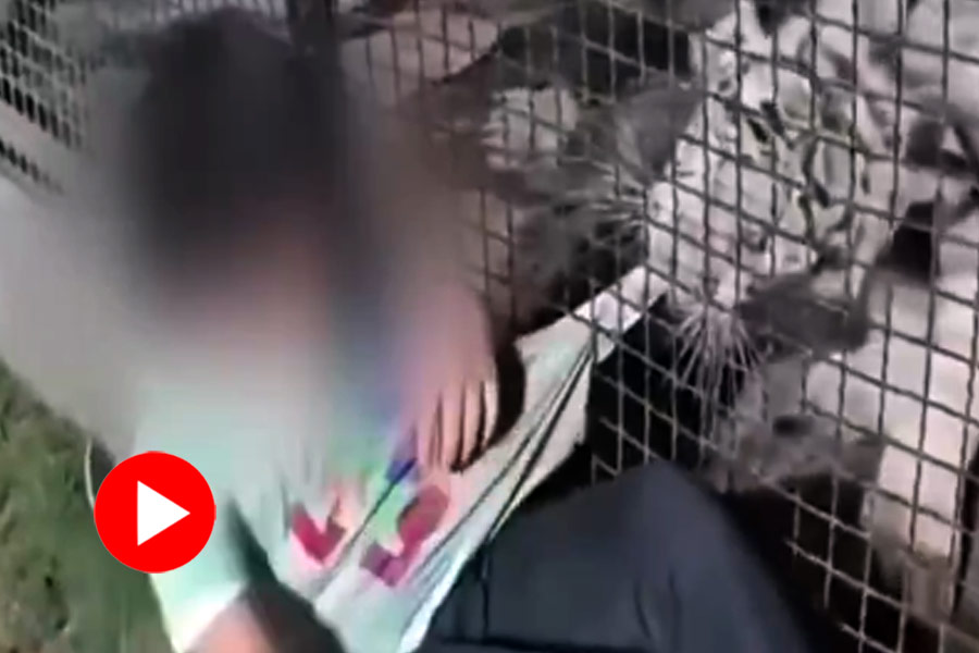 A video of a minor boy being grabbed by a tiger at a zoo has gone viral