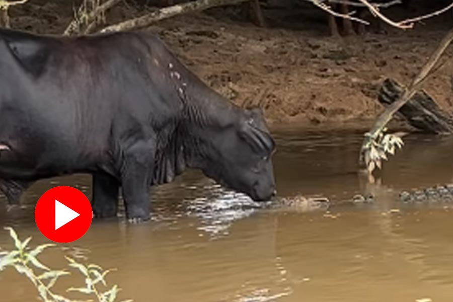 Video of cow and crocodile caught attention dgtl
