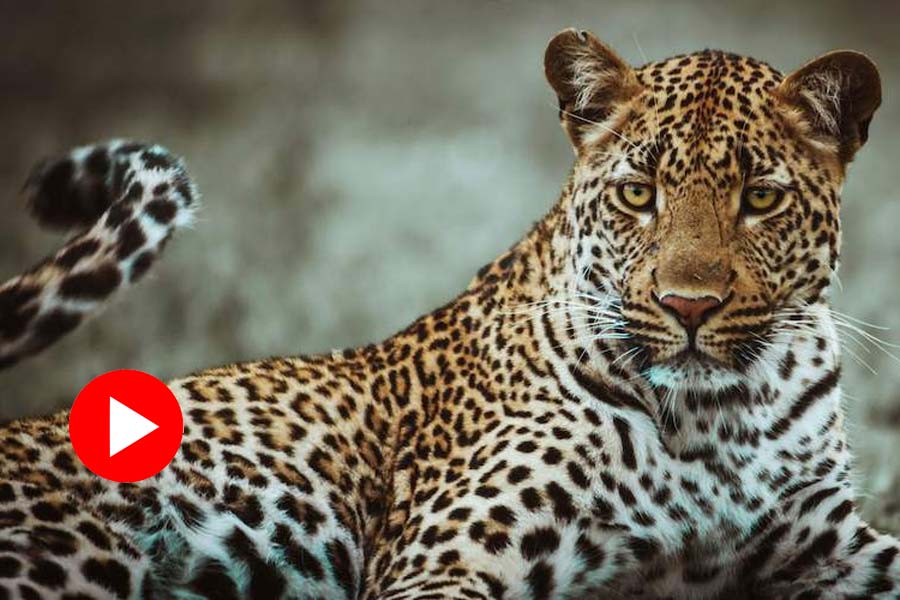 A video of a leopard suddenly running towards a main road in Udaipur