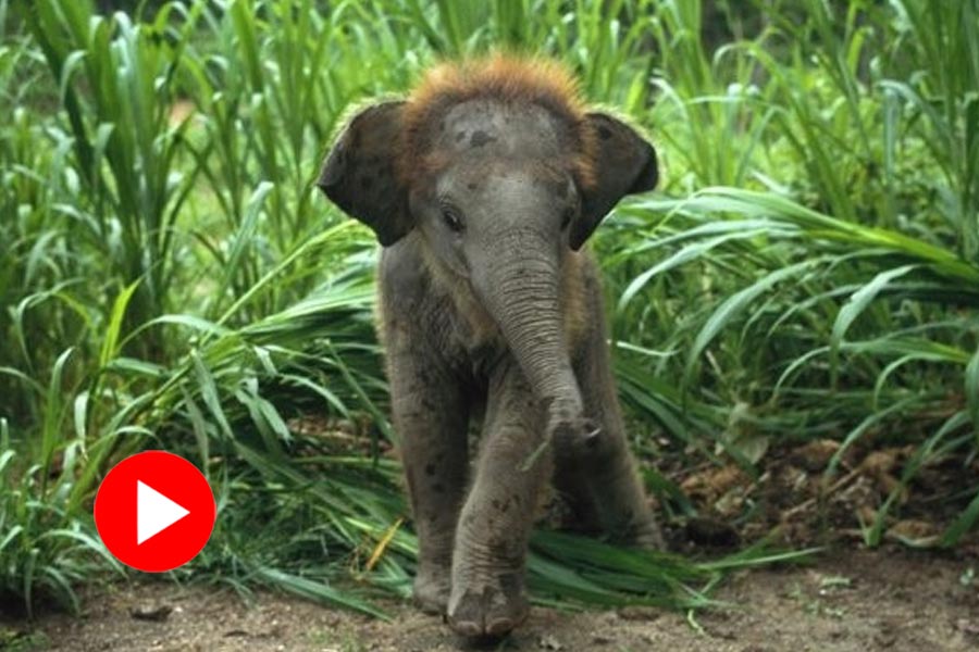 Video of Baby Elephant moves body, dance or stress, debate sparks in Internet