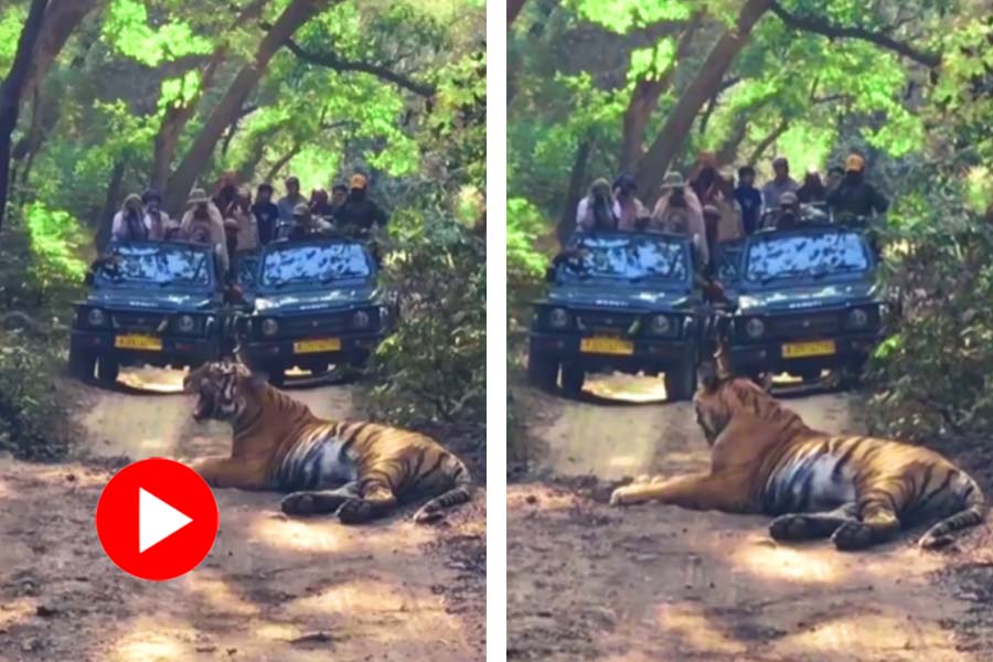 Tiger growls in front of safari tourists in Jim Corbett national park dgtl