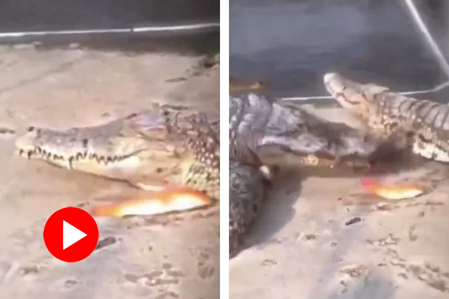 Crocodile tries to catch fish, fails as two other Crocodile interfere