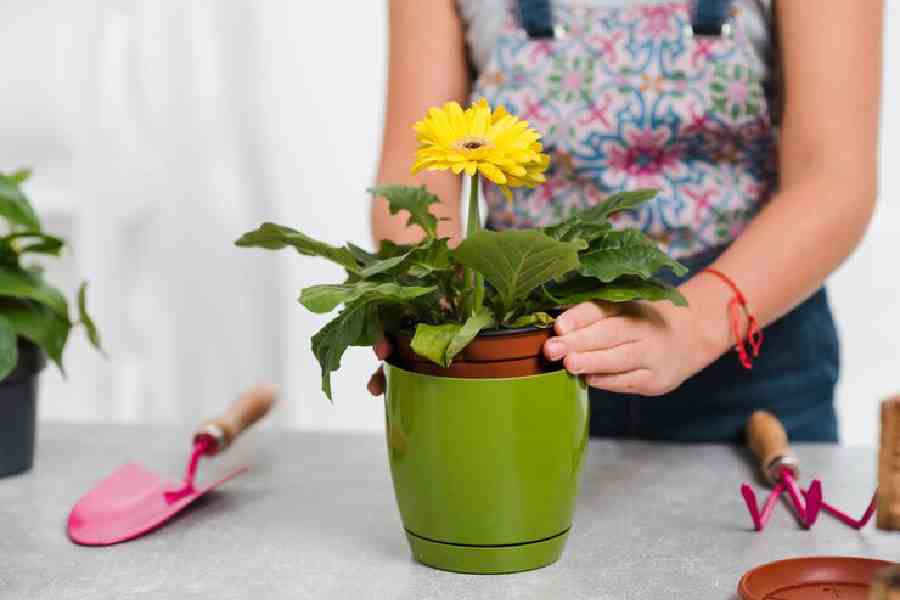 Easy steps to pot a plant perfectly dgtl
