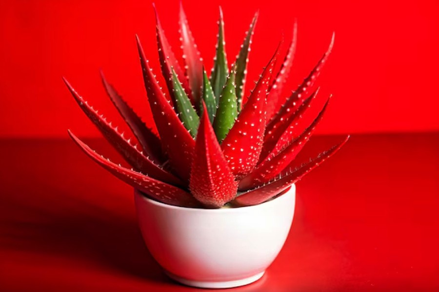 Red Aloe Vera
