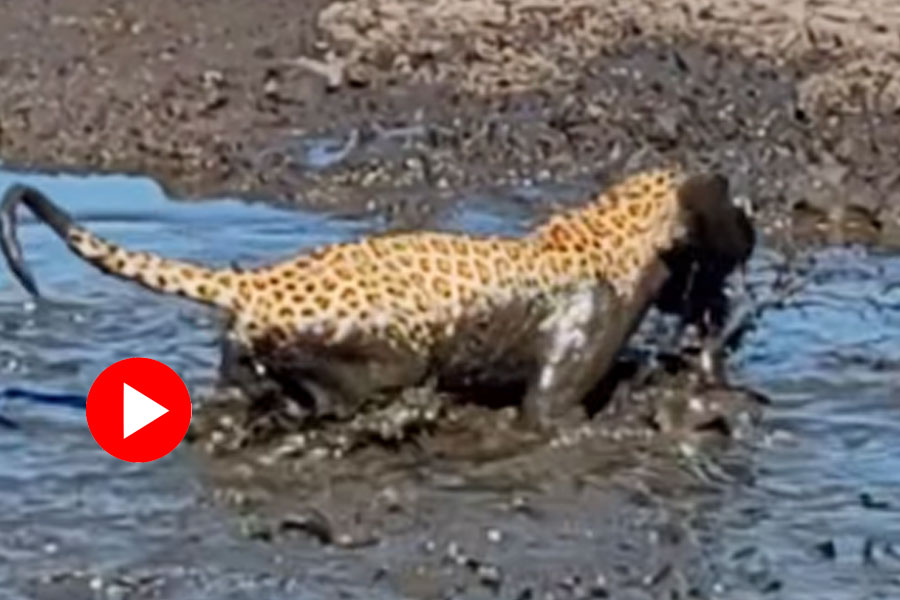 Leopard catches catfish in mud river, video goes viral dgtl