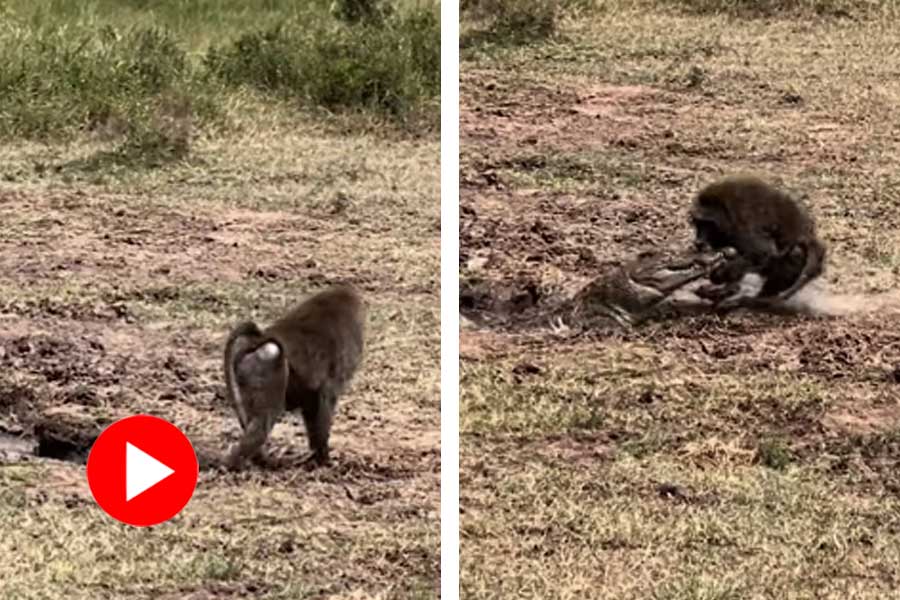 Video of a fight of crocodile and a baboon went viral
