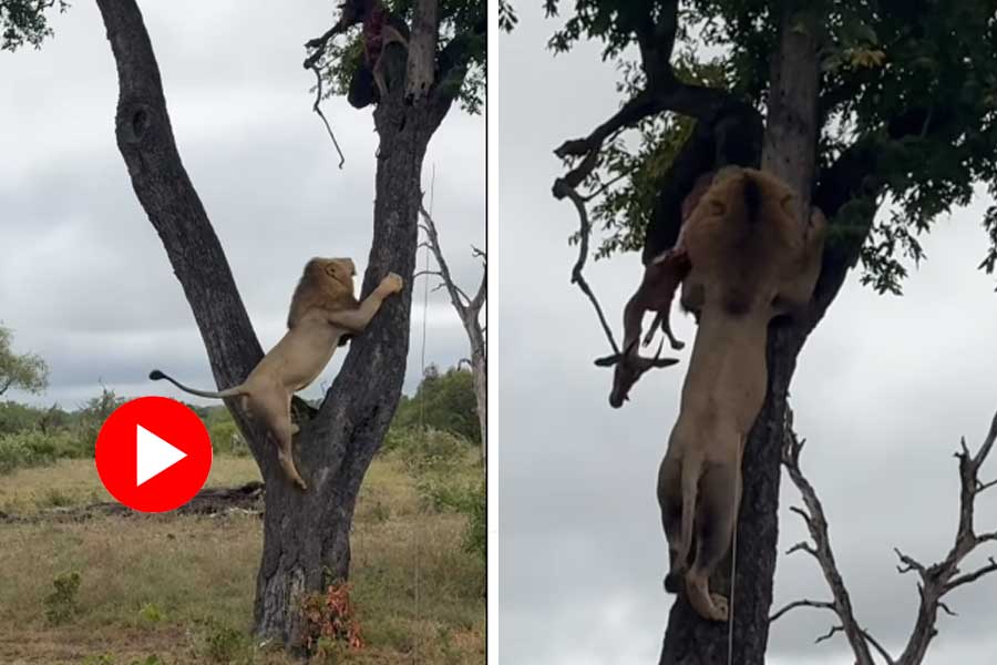 Lion climbs on tree, video goes viral dgtl