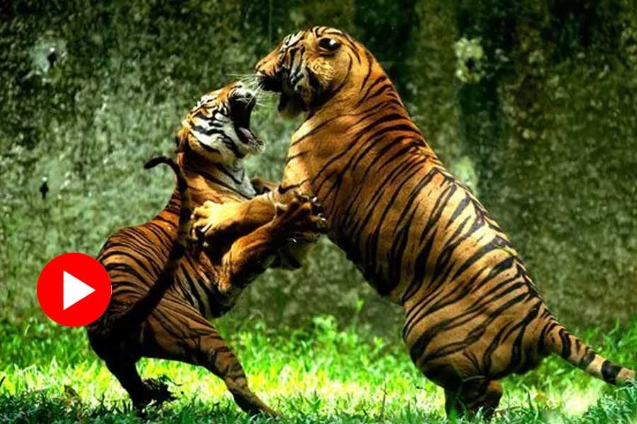 Two tigers fight in Panna tiger reserve, video goes viral dgtl
