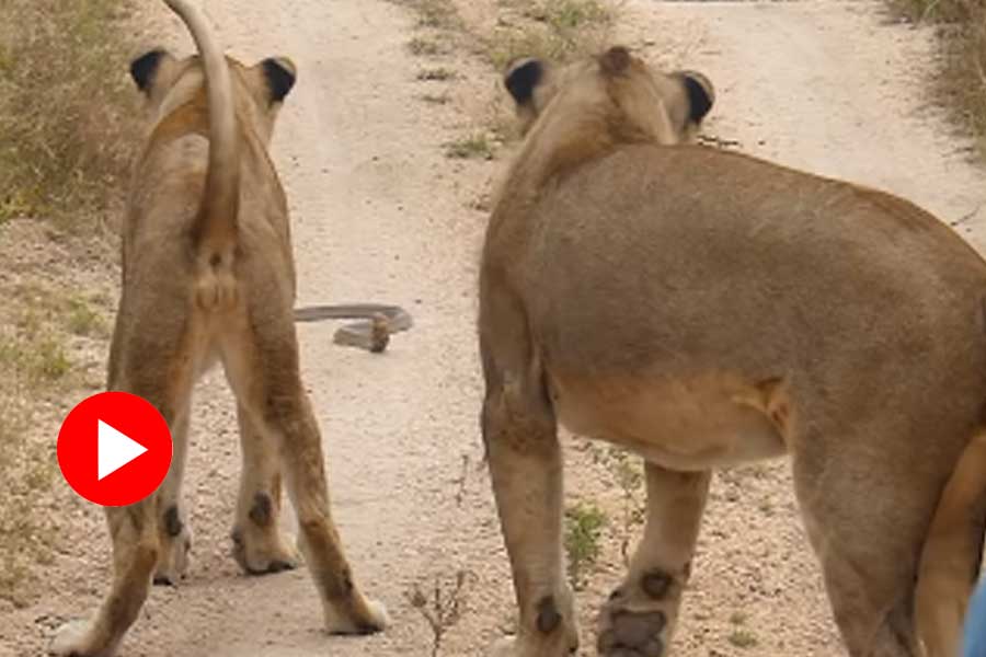 Video of two lionesses and cobra goes viral dgtl