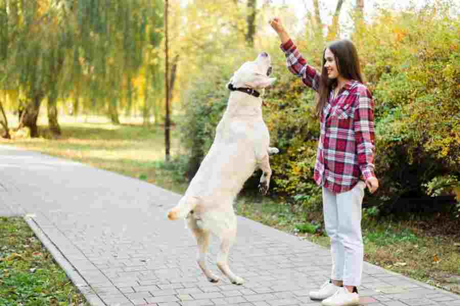 These are the best ways to exercise with your pet dog