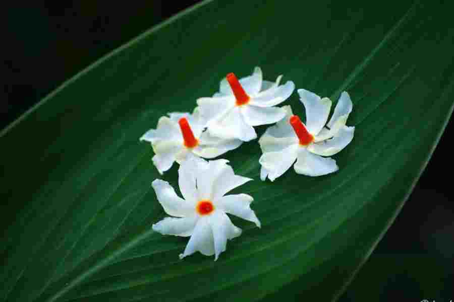 How to use Harsingar flower to get healthy hair