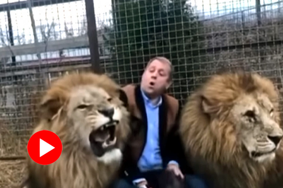 man smacked a lion with a shoe