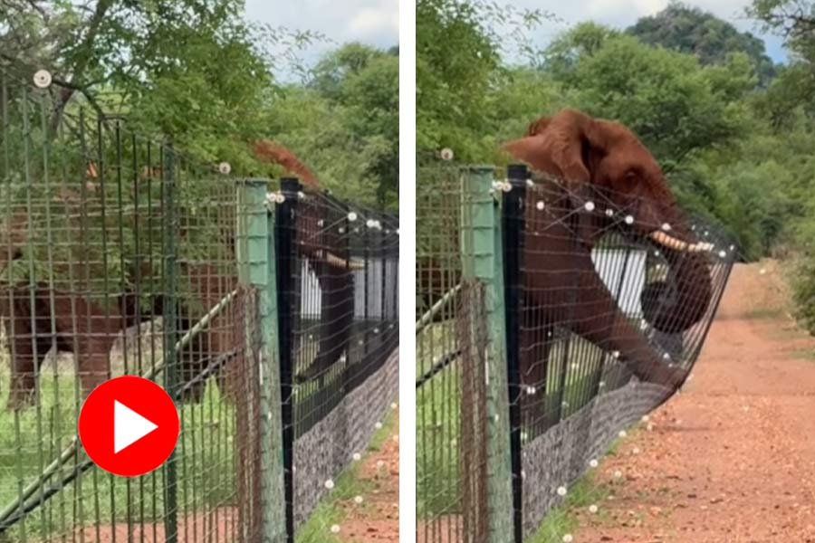 Elephant breaks fence, video goes viral dgtl
