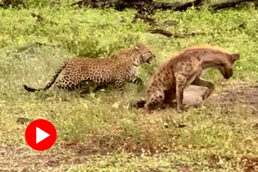 Female leopard saves her cub and fights with hyena dgtl