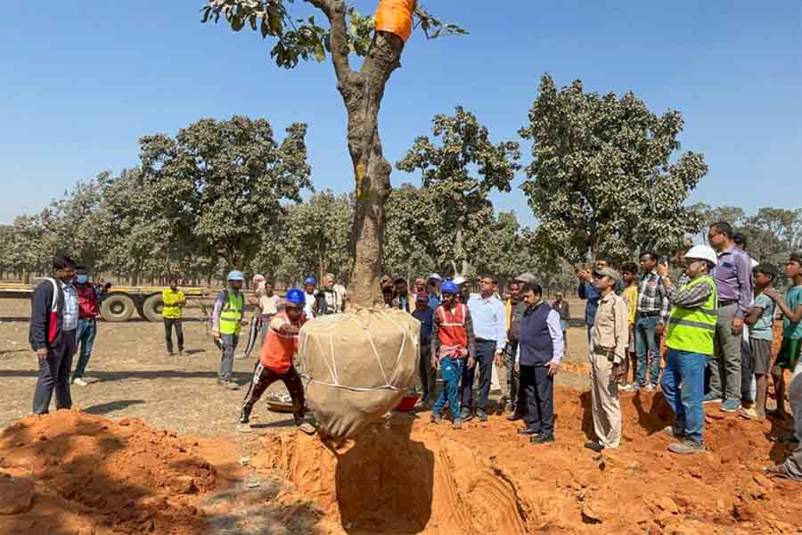 Residents of Deucha Pachami Coal Block surprised to see the ways of rehabilitation of trees