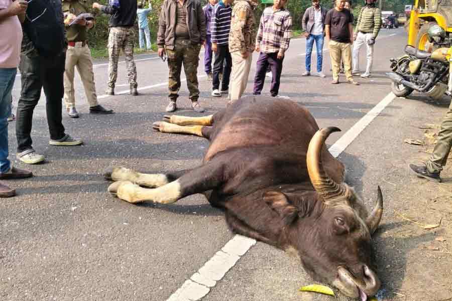 A bison died of road accident at Nagrakata of Malbazar