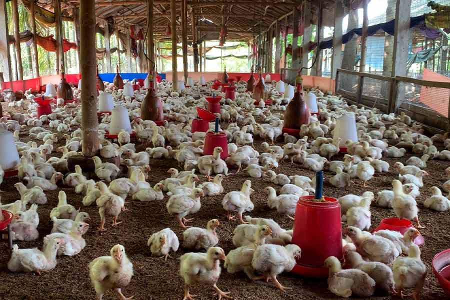 Bird Flu cases rises in Andhra Pradesh, high alert issued dgtl