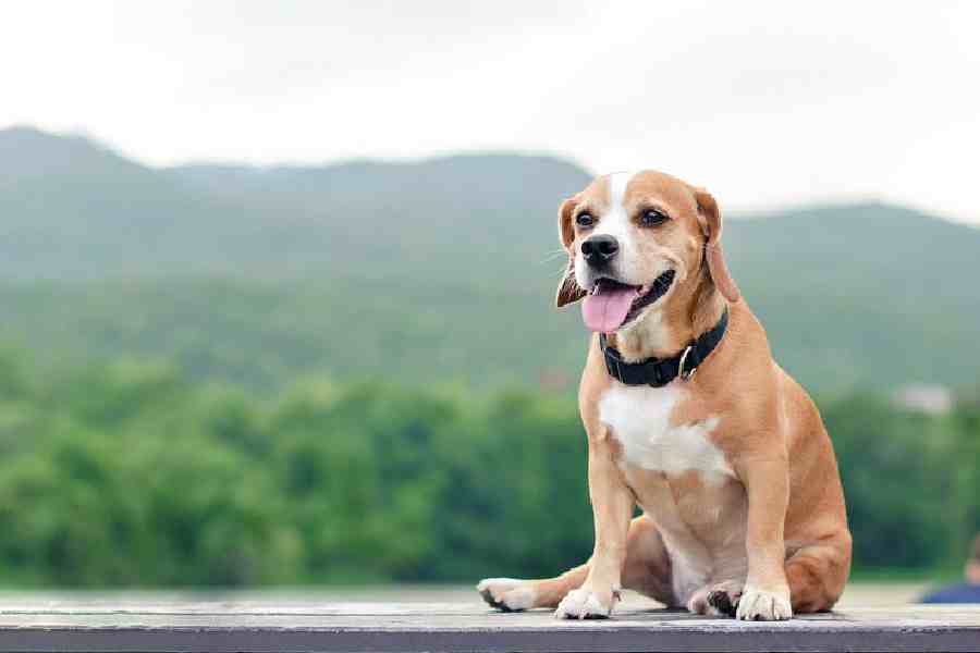 How to care your pet dog in limited budget dgtl