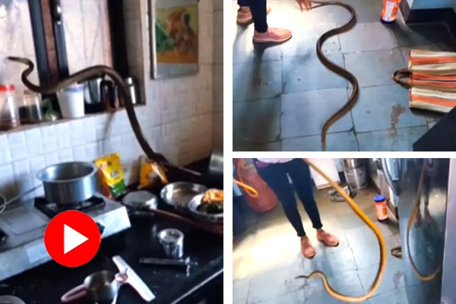 Video of woman catches sanke with bare hand