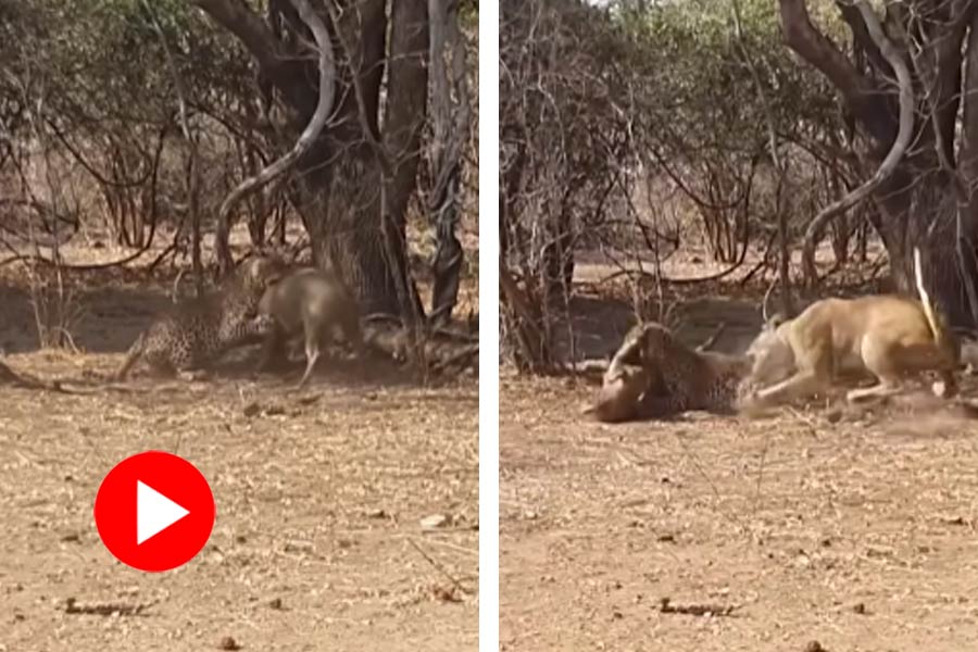 Lion steals warthog from leopard, video goes viral dgtl