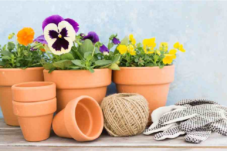 How to choose right pot for your plant dgtl