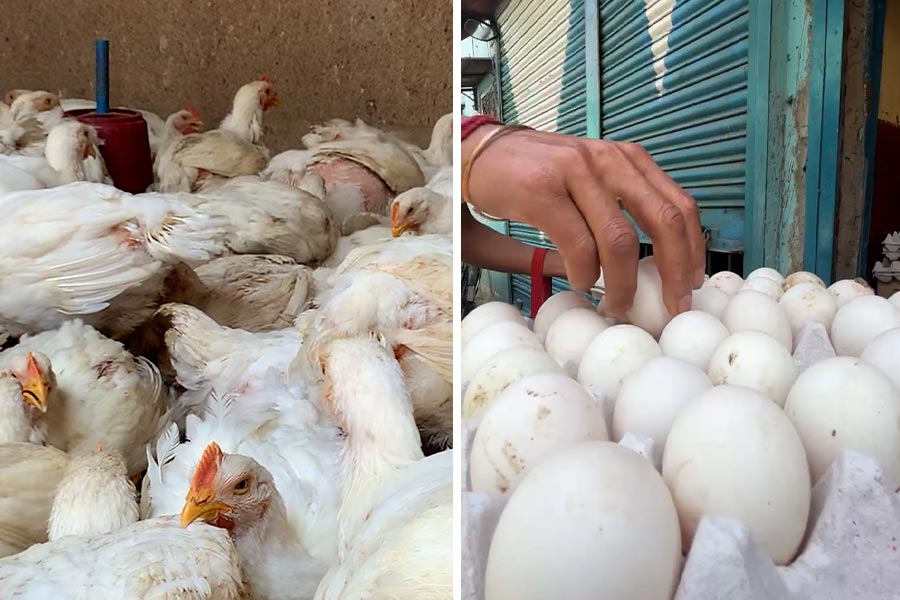 Bird flu outbreak in India, how safe is to consume chicken and eggs dgtl