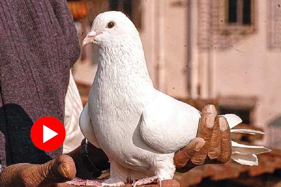 Thieves stole pigeons in meerut