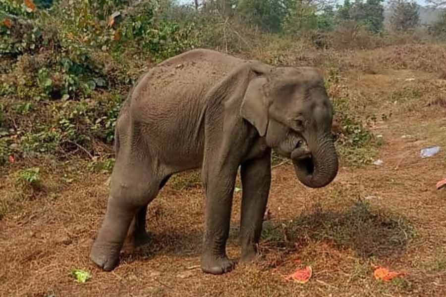Elephant calf
