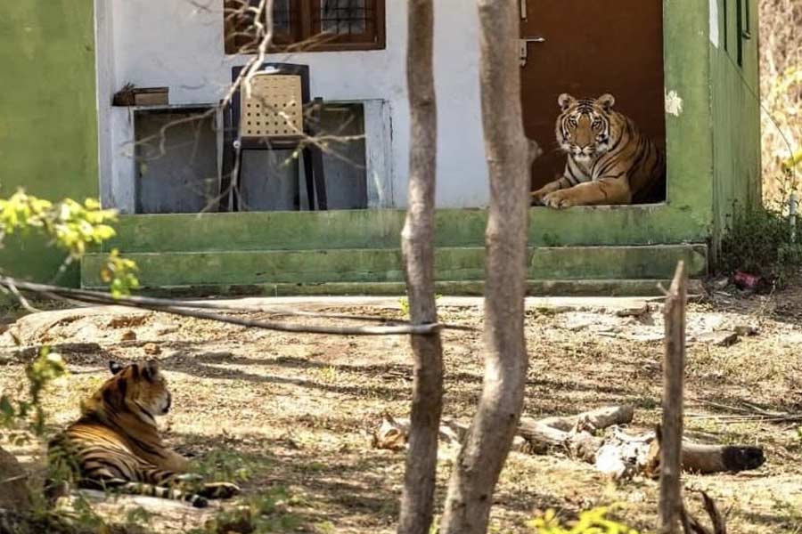 tiger