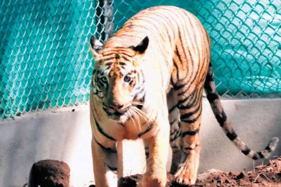 Marking fluid distinguishes one tiger or tigress from another tiger or tigress