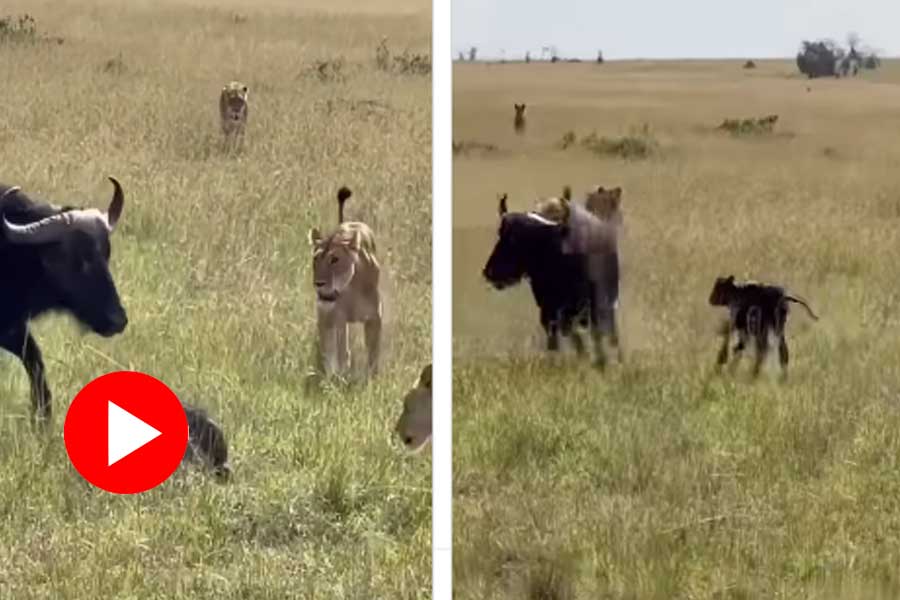 A herd of lioness attack a buffalo and a new born calf in jungle dgtl