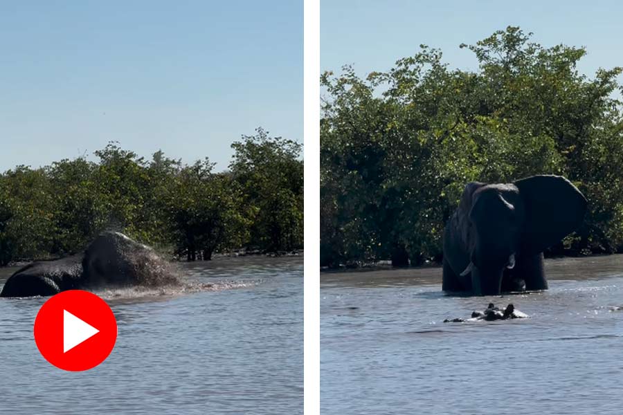 Video of elephant and hippopotamus goes viral dgtl