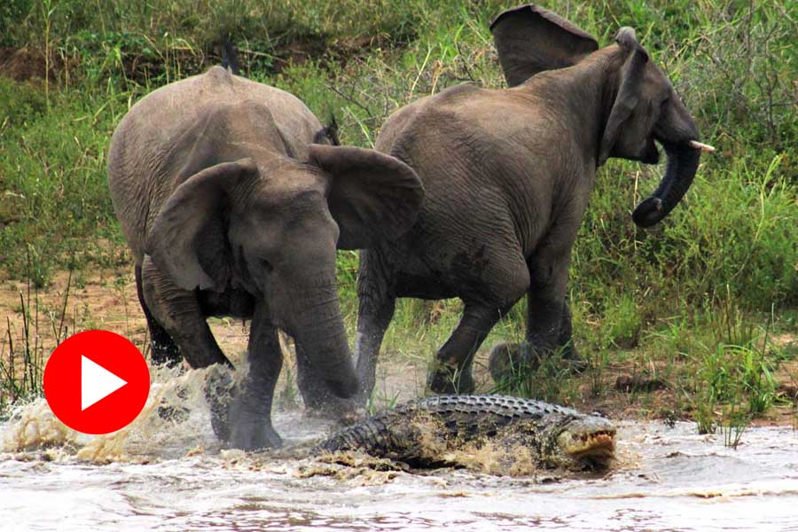 a mother elephant saves his calf from crocodile attack