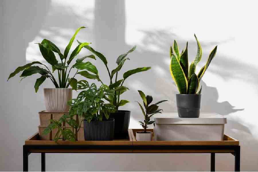 How to know your houseplant need fertilizer dgtl