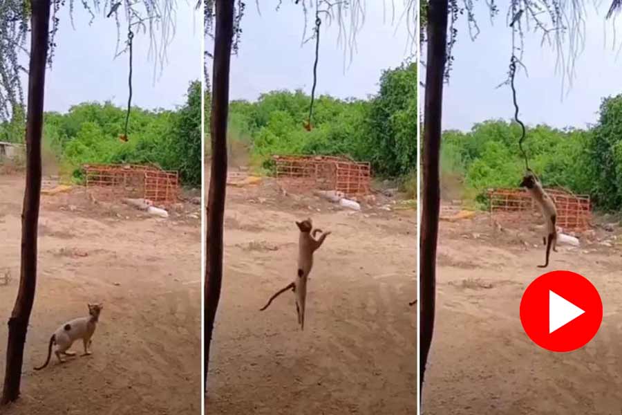 Video of cat steals prey from snake’s mouth goes viral