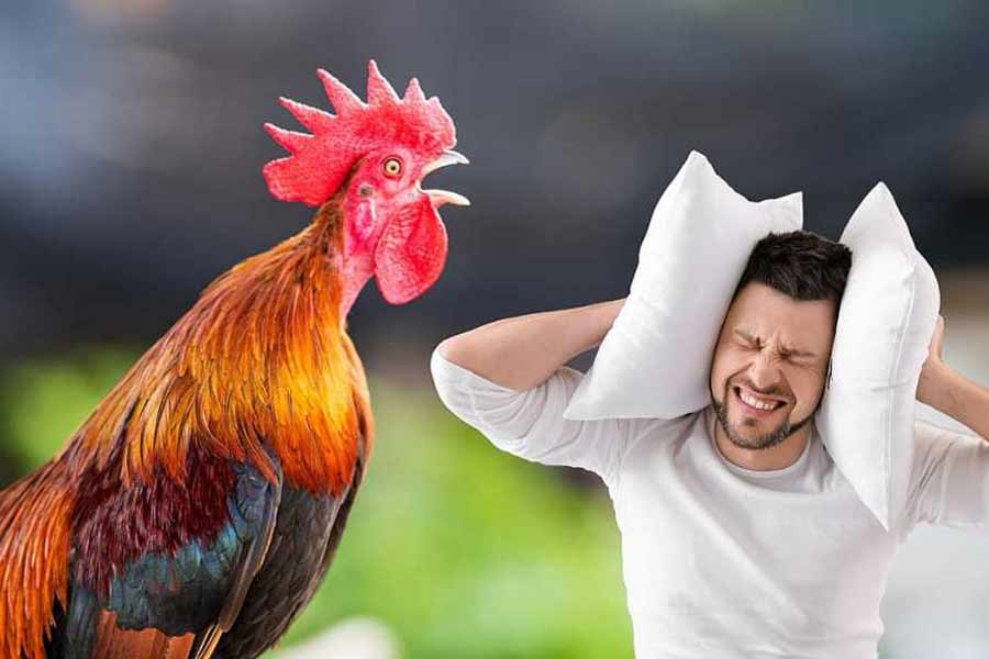 Kerala Man files complaint against neighbour’s rooster for crowing early morning