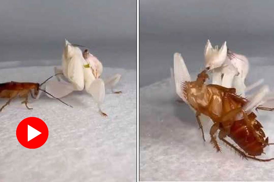 Video of mantis eats cockroach live goes viral