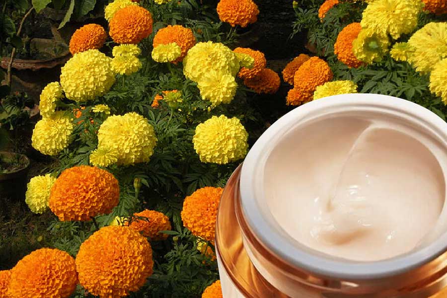How to make DIY marigold flower cream for beautiful skin dgtl