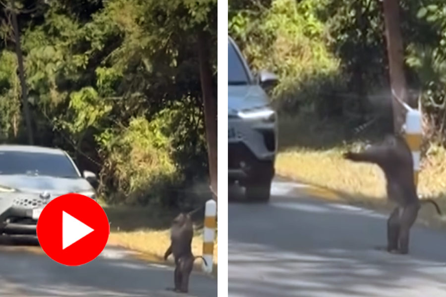 Monkey spotted directing traffic, video goes viral dgtl