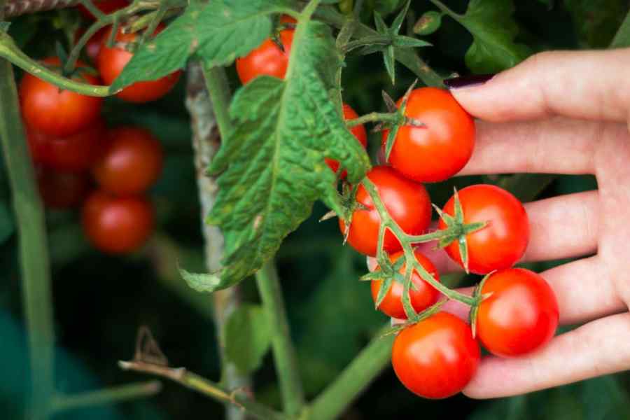 How to grow cherry tomatoes in Balcony