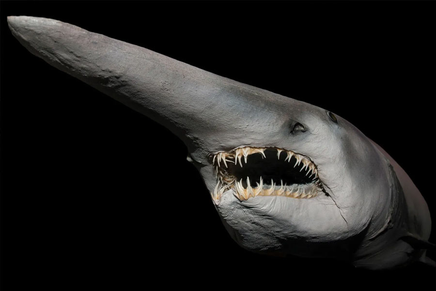 Goblin Shark
