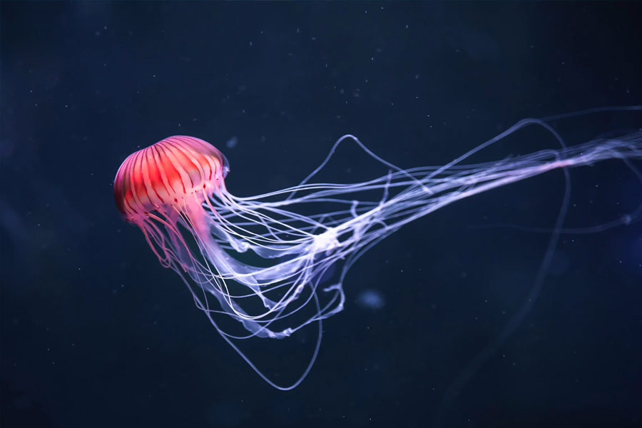 jellyfish