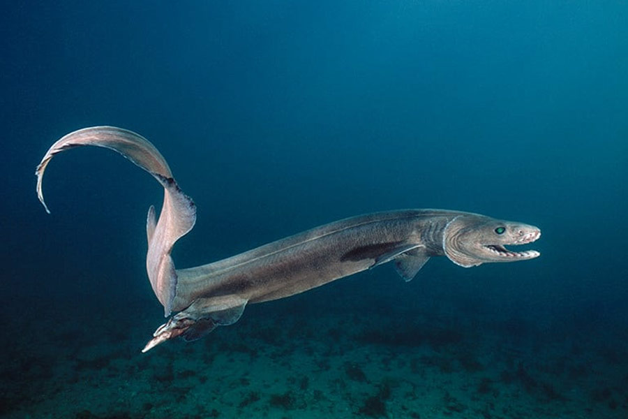 frilled shark