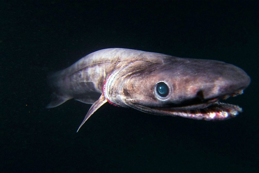 frilled shark