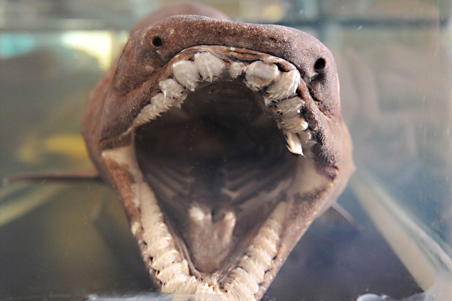 frilled shark