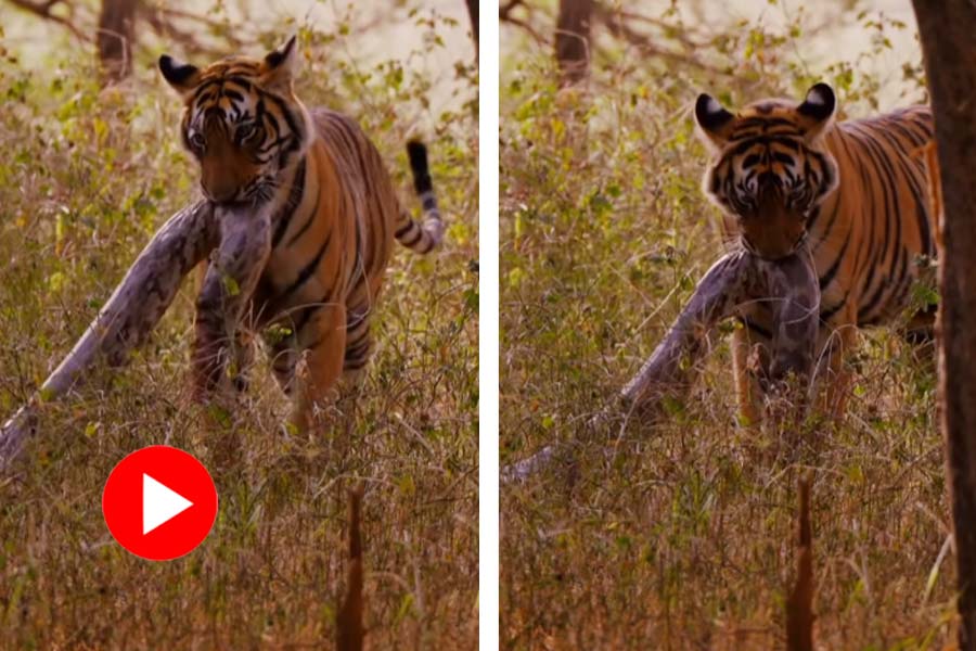 Video of tiger hunts python in Ranthambore national park goes viral dgtl
